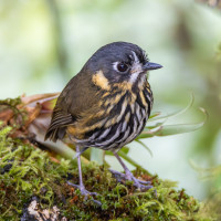 Crescent-faced Antpitta